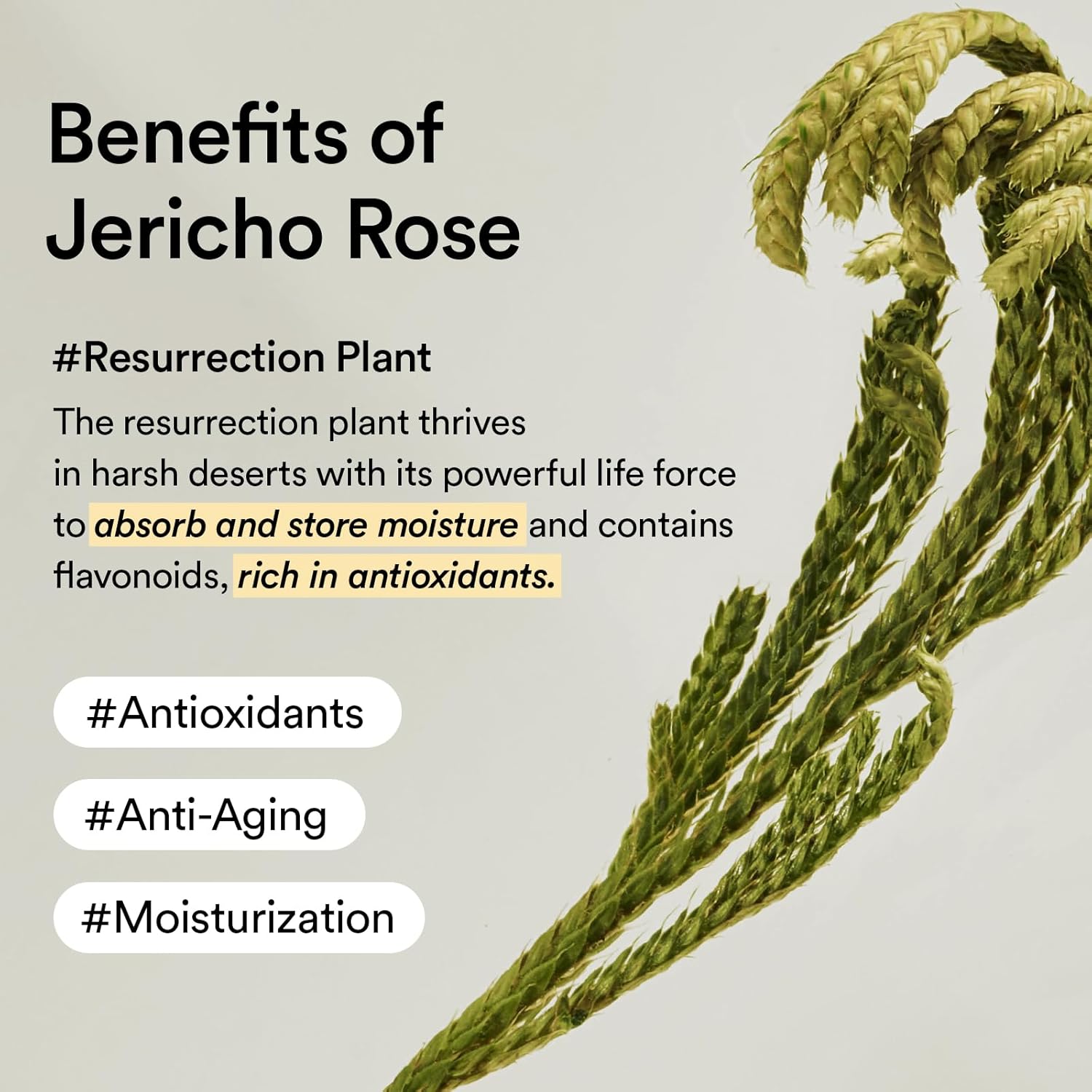 Abib Jericho Rose Cream 75ml - Hypoallergenic, Anti-Aging Moisturizer for Dry Skin